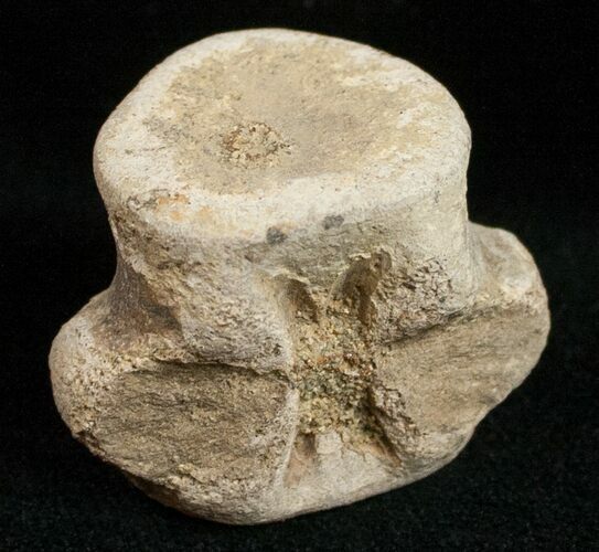 Champsosaurus Vertebrae (Cretaceous Reptile) #12036